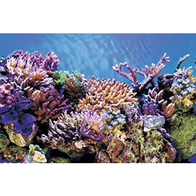 Image of Superfish Deco Poster A1 60cm x 30cm (Coral/Black) Aquarium Background