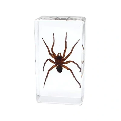 Image of Rainbow_Road Real Insect Spider Specimen Science Classroom Taxidermy Resin Desk Paperweight Articulated for Education (Pirata subpiraticus)