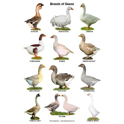Image of Inga Breeds Of Geese Parlor Cafe Garage Poster Funny Gift Metal Signs 8x12 inch