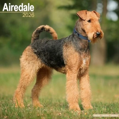 Image of Airedale Terrier Calendar 2026