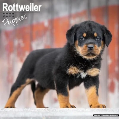 Image of Rottweiler Puppies Calendar 2026