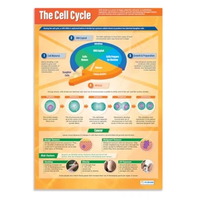 Image of Daydream Education the Cell Cycle Science Posters Gloss Paper measuring 850mm x 594mm (A1) Charts for Classroom