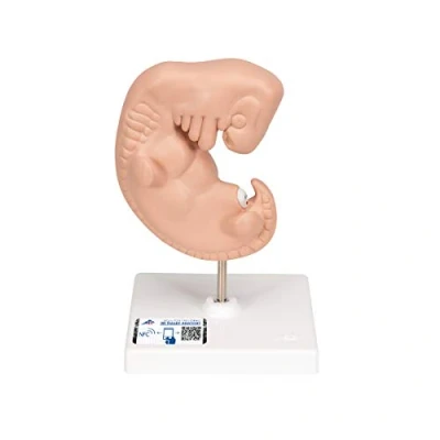 Image of 3B Scientific L15 Human Embryo Model, 25 Times Life Size + free Anatomy App Smart