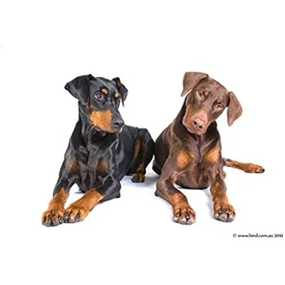 Image of SanZez Doberman Pet Dog﹣ DIY 5D Diamond Painting Kits ﹣ Crystal Rhinestone Embroidery Pictures Arts Craft for Home Wall Decor Gift 30x40cm