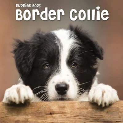 Image of Border Collie Puppies Mini Wall Calendar 2025 (PFP)