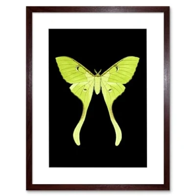 Image of Wee Blue Coo Green Luna Moth Art Print Framed Poster Wall Decor 12x16 inch
