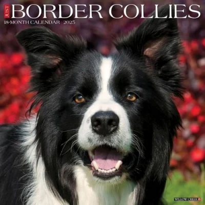 Image of Border Collies 2025 Wall
