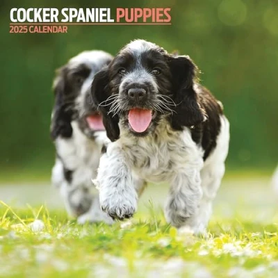 Image of Cocker Spaniel Puppies 2025 Calendar