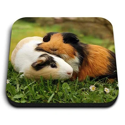 Image of 1 x Square MDF Fridge Magnet Guinea Pig Pair Pet Piggy Animal 45262