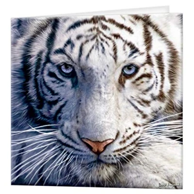 Image of 3D LiveLife Greeting Card White Tiger Repose from Deluxebase. Lenticular Blank Cards with Envelopes. All Occasion featuring Original Artwork by David Penfound.