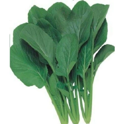 Image of 100 Seeds of Vegetable Komatsuna Japanese Green Boy