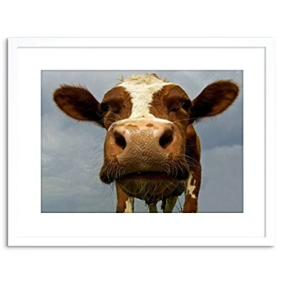 Image of Wee Blue Coo Funny Cow Farm Animal Close Up Picture Photo Framed Wall Art Print