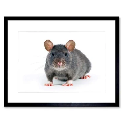 Image of Wee Blue Coo Grey Rat Portrait Mouse Art Framed Wall Print
