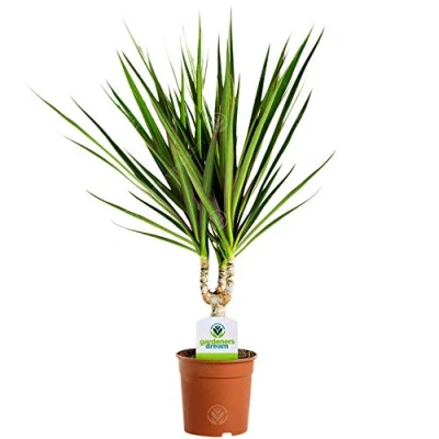 Image of Dracaena Marginata 1 Plant House/Office Live Indoor Pot Tree in 11cm