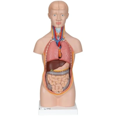 Image of 3B Scientific B22 Mini Torso, 12 Part + free Anatomy App Smart