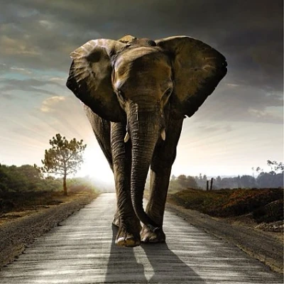 Image of Carte Blanche 3D Holographic Card Up Close Elephant