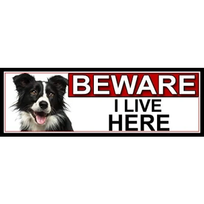 Image of SHAWPRINT Border Collie BEWARE I LIVE HERE METAL GATE SIGN 266mm x 87m. (437H2)