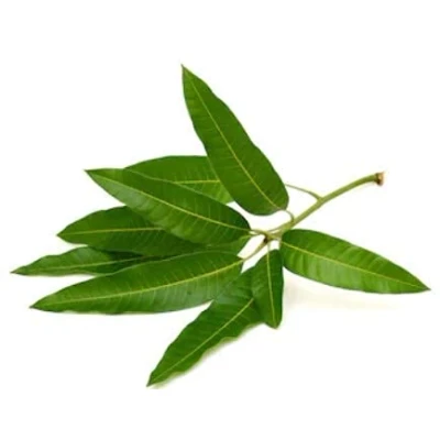 Image of Mango Leaves 10Pcs Green Leaf Leave Healthy &amp; Cosmetic Benefits Fresh Herbal Indian Origin