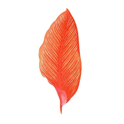 Image of Wee Blue Coo Botanics Red Orange Fine Stripes Art Print Poster Wall Decor