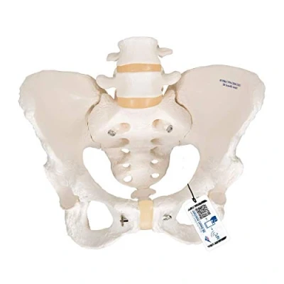 Image of 3B Scientific Pelvic Skeleton Female + free Anatomy App Smart Anatomy, A61