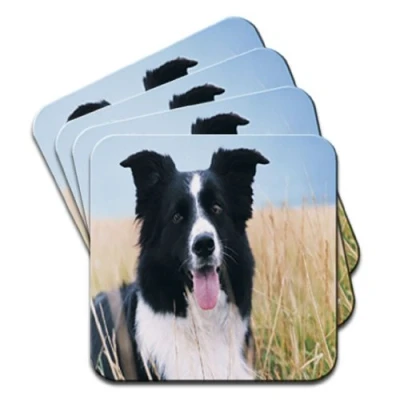 Image of Border Collie Dog Sitting in Field Set of 4 Coasters