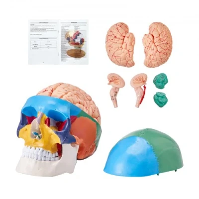 Image of VEVOR Human Skull Model, 8 Parts Brain &amp; 3 Skull, Life Size Painted Anatomy PVC Anatomical Detachable Learning Model for Professional Teaching, Researching and