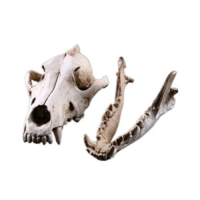 Image of VOANZO Resin Wolf Skull Model Replica, Dinosaur Tooth Fossil, Photography Props Teaching Tool Home Ornament