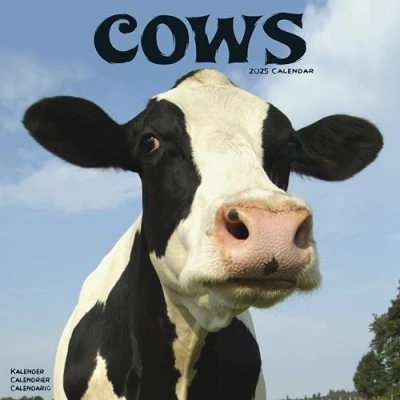 Image of Cows 2025 Square Wall Calendar Animal, Wildlife, Farm Calendar: Original Avonside Kalender [Mehrsprachig] [Kalender]