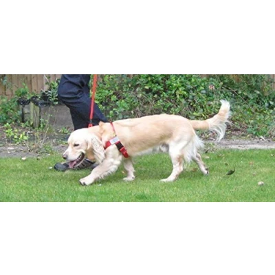 Image of Walk Your Dog With Love Sports Edition (8 16kg, RUBY RED)
