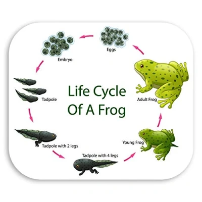 Image of 2 x 10cm Frog Life Cycle Vinyl Stickers Tadpole Nature Biology Sticker #30453 (10cm Wide)