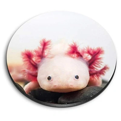 Image of 1 x Round MDF Magnet Axolotl Aquarium Dragon Fish 3066