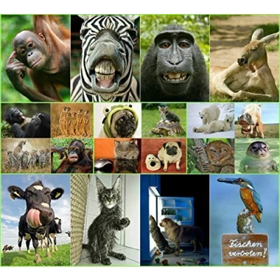 Image of Edition Colibri funny animals #3: Set of 20 postcards (size 4&quot; x 6&quot;) with funny, cheeky and for collectors postcrossing