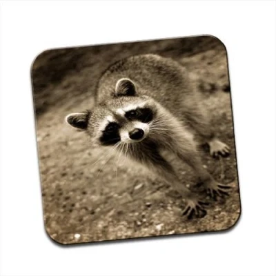 Image of Raccoon Racoon Single Coaster