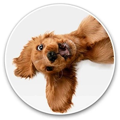 Image of Vinyl Stickers (Set of 2) 7.5cm English Cocker Spaniel Puppy Dog #21501