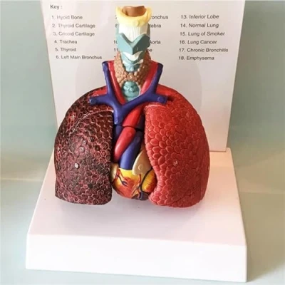 Image of Human Lung Model, Life Size Laryngeal Heart and Anatomy 3 Removable Parts, Respiratory System for Students Study Display Teaching Model.