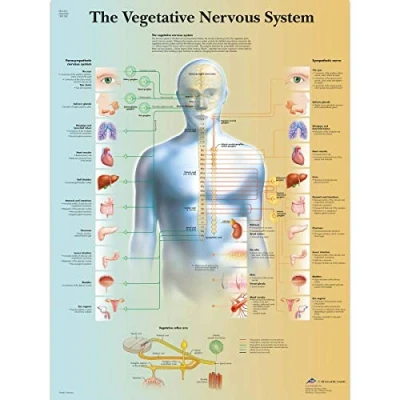 Image of 3B Scientific VR1610L Human Anatomy The Vegetative Nervous System Chart, Laminated Version