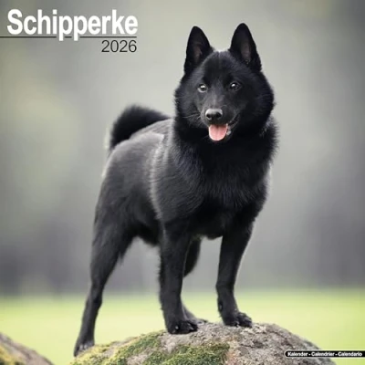 Image of Schipperke Calendar 2026
