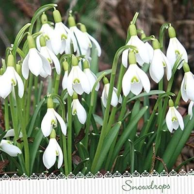 Image of 20 Napkins Flowers of Snowdrops Spring Summer Table Decoration 33 x cm