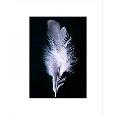 Image of Wee Blue Coo Black White Feather Bird Picture Wall Art Print