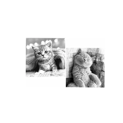 Image of Vsorce4u 8pcs x Small Square Assorted Cute Cat Designs Notecards With Envelopes Blank Inside Note Cards Massage Pet Greeting
