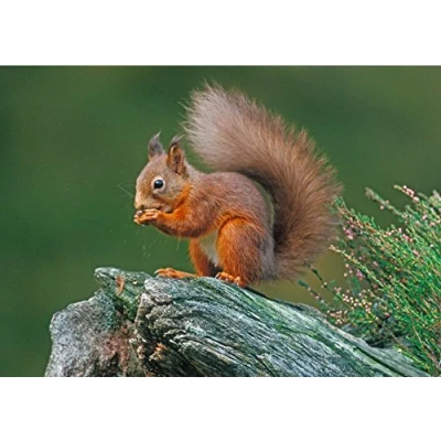 Image of David Kjaer Wildlife and nature greeting card. Red Squirrel
