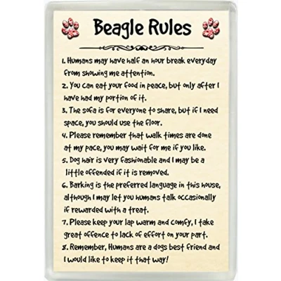 Image of Beagle Rules Humour Jumbo Fridge Magnet Ideal Dog Lover Birthday Gift M129