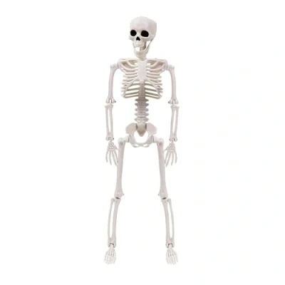 Image of Kingke Halloween Skeleton Set Full Body With Moveable Joints For Party Yard Garden Decoration