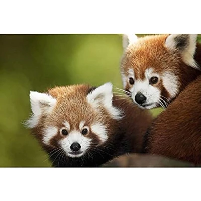 Image of WYWQN Adults Kids Diamond Painting Red Panda by Number Kit,5D Full Drill Crystal Rhinestone Embroidery Cross Stitch Arts Craft Supply Canvas Wall Decor 30x40CM