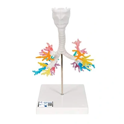 Image of 3B Scientific CT Bronchial Tree with Larynx + free Anatomy App Smart