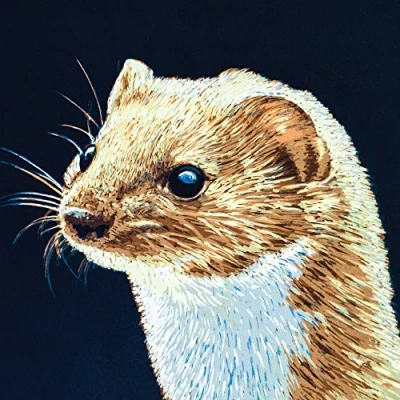 Image of &quot;Weasel&quot; Wildlife Greeting Card with Envelope