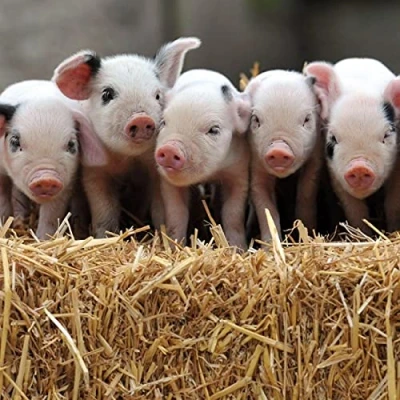 Image of Abacus Cards Male/Female General Greeting Card &#039;Gloucestershire Old Spot Piglets&#039; Suitable for Birthday The BBC Countryfile Range