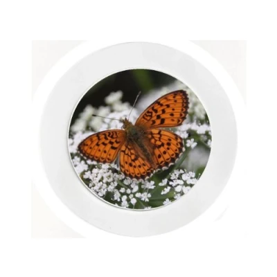 Image of Orange Butterfly Car Tax Disc Holder Reuseable