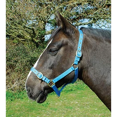 Image of Rhinegold Nylon Headcollar Cob Turquoise