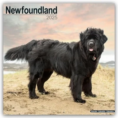 Image of Newfoundlands 2025 Square Wall Calendar by Red Robin Publishing